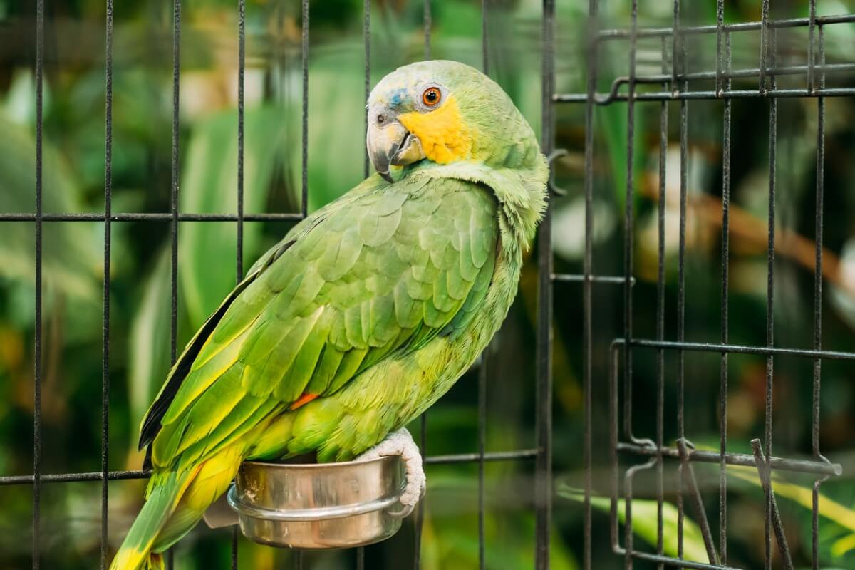 Votre oiseau mange-t-il ses excréments ?