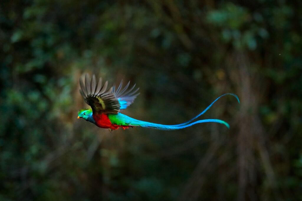 Uno de los animales más hermosos de Costa Rica.