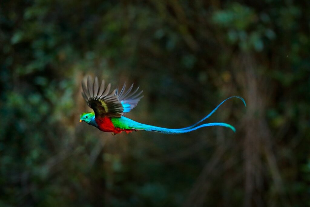 5 curiosidades del quetzal, el ave nacional de Guatemala