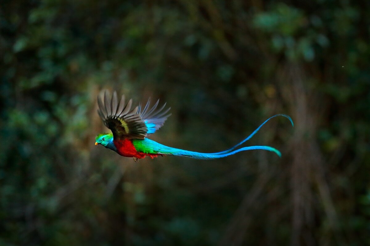 Uno de los animales más hermosos de Costa Rica.