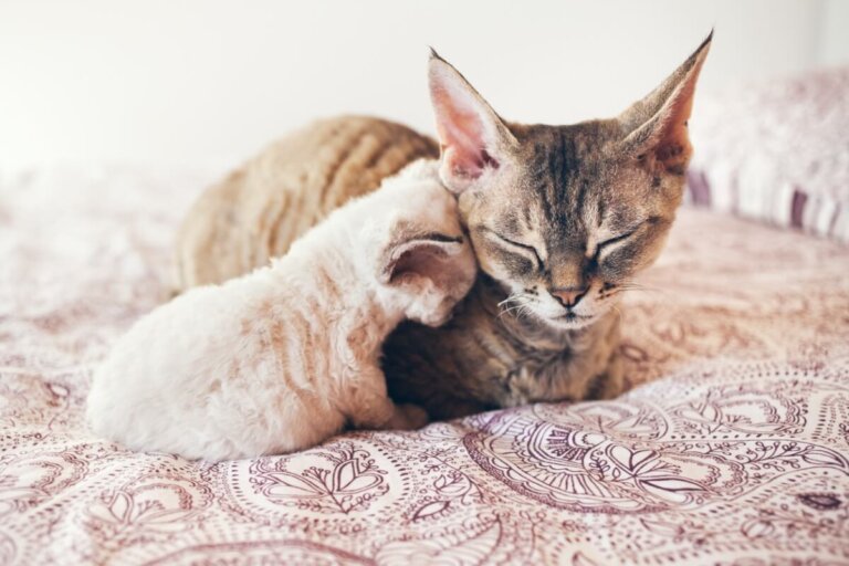 ¿Hasta qué edad crecen los gatos?