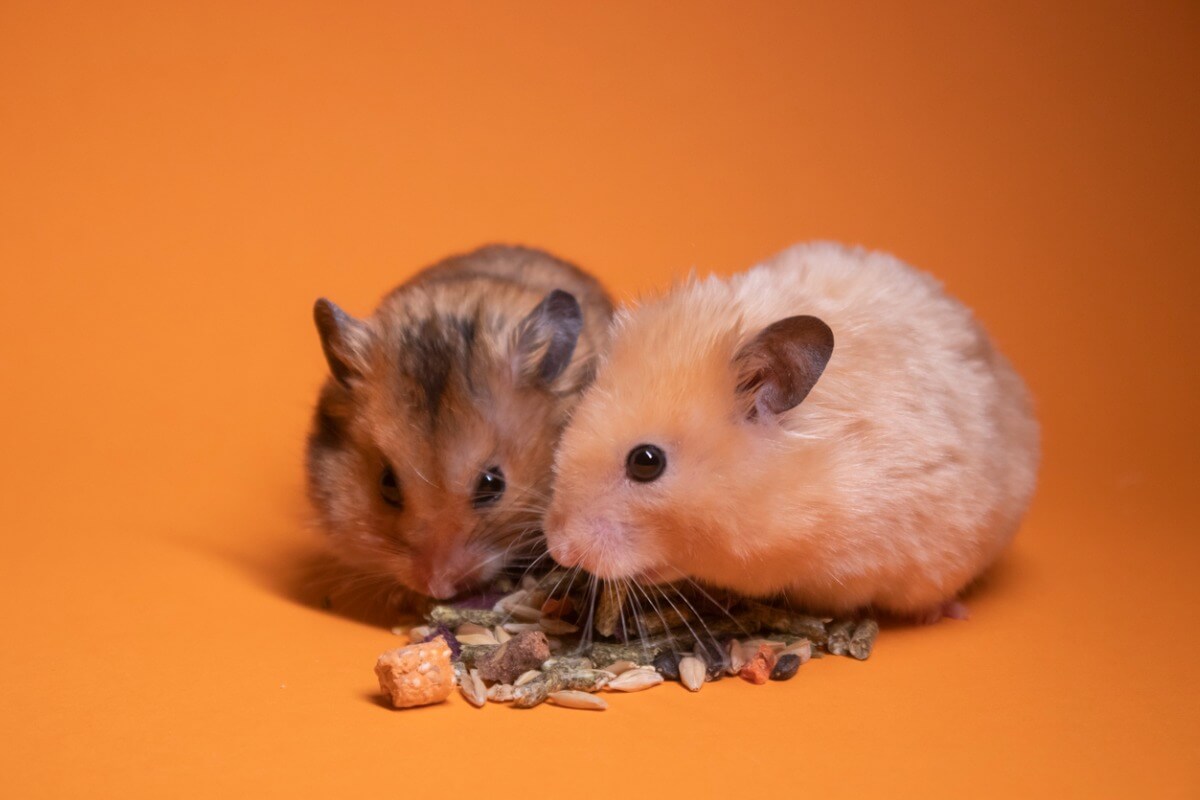 Two hamsters.