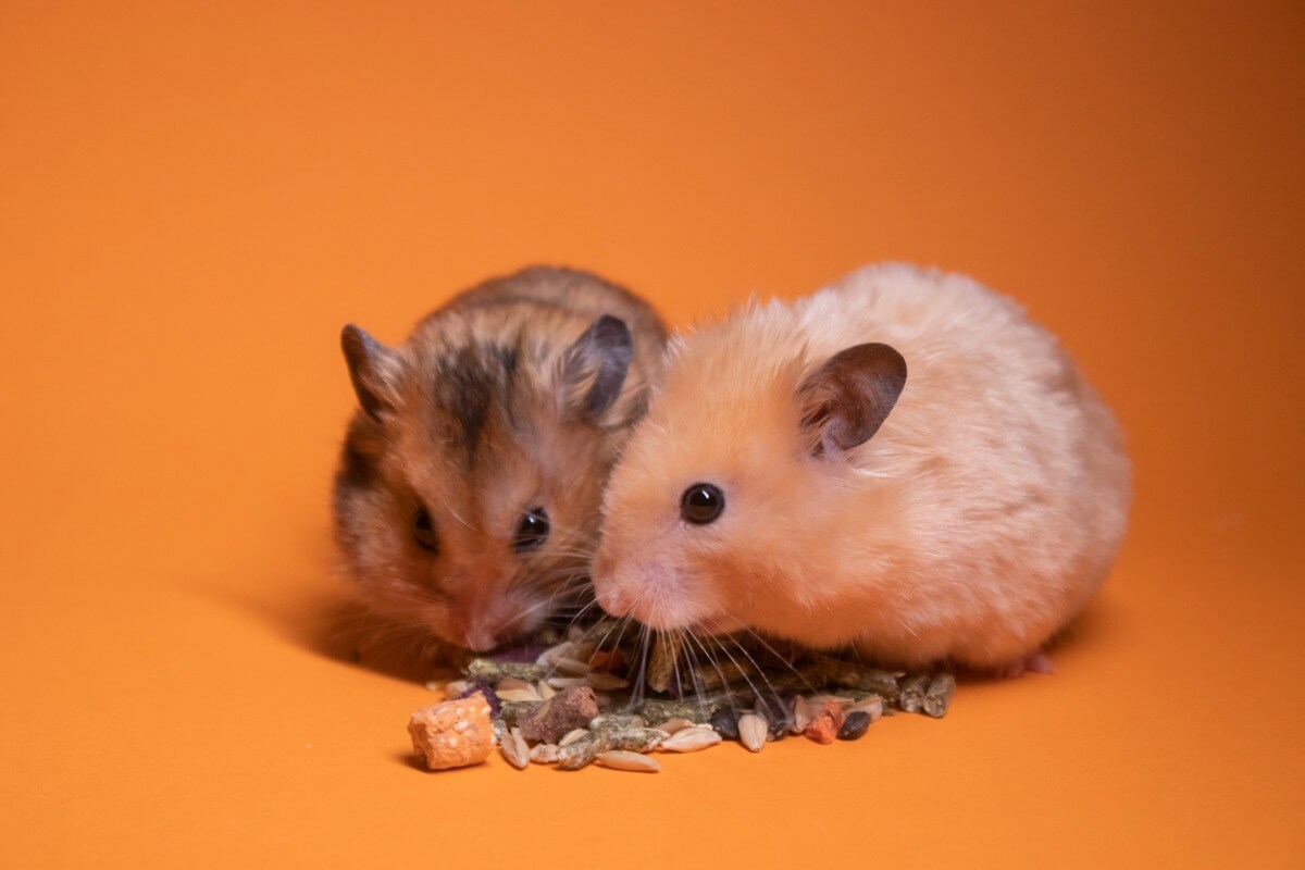Die beste Art, deinen Hamster zu füttern