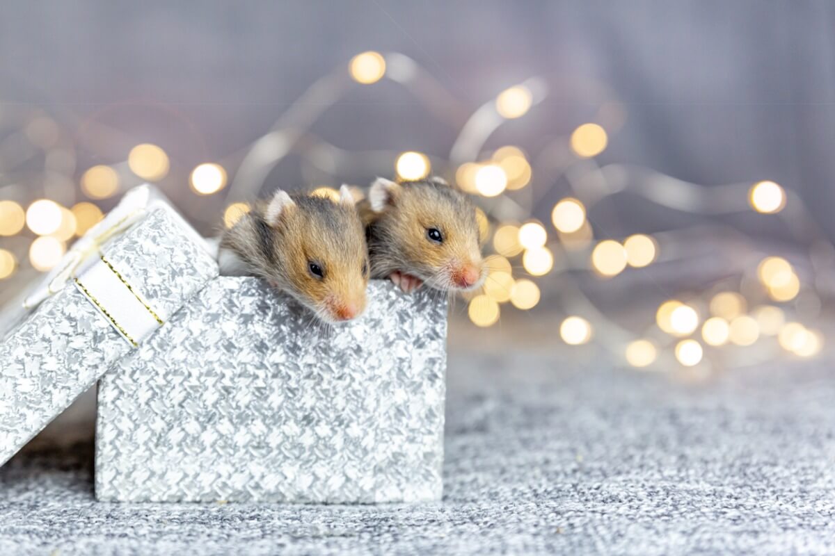 bir kutunun içinden kafalarını çıkarmış bakan iki hamster