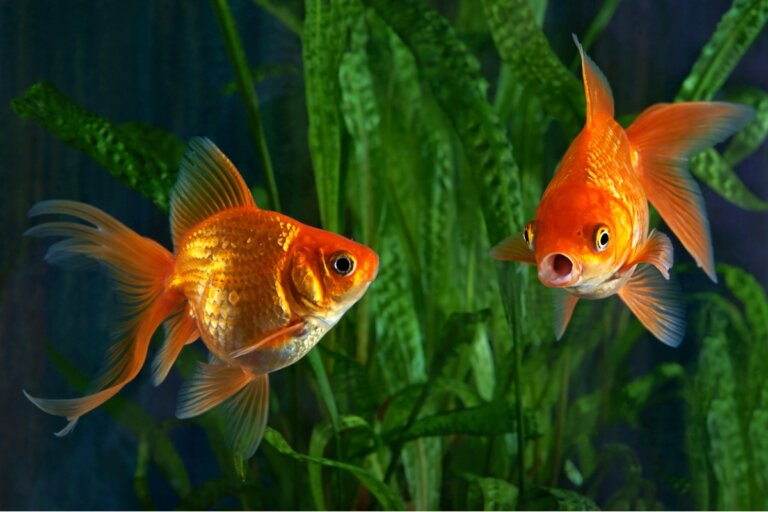 ¿Por qué mi goldfish es agresivo?