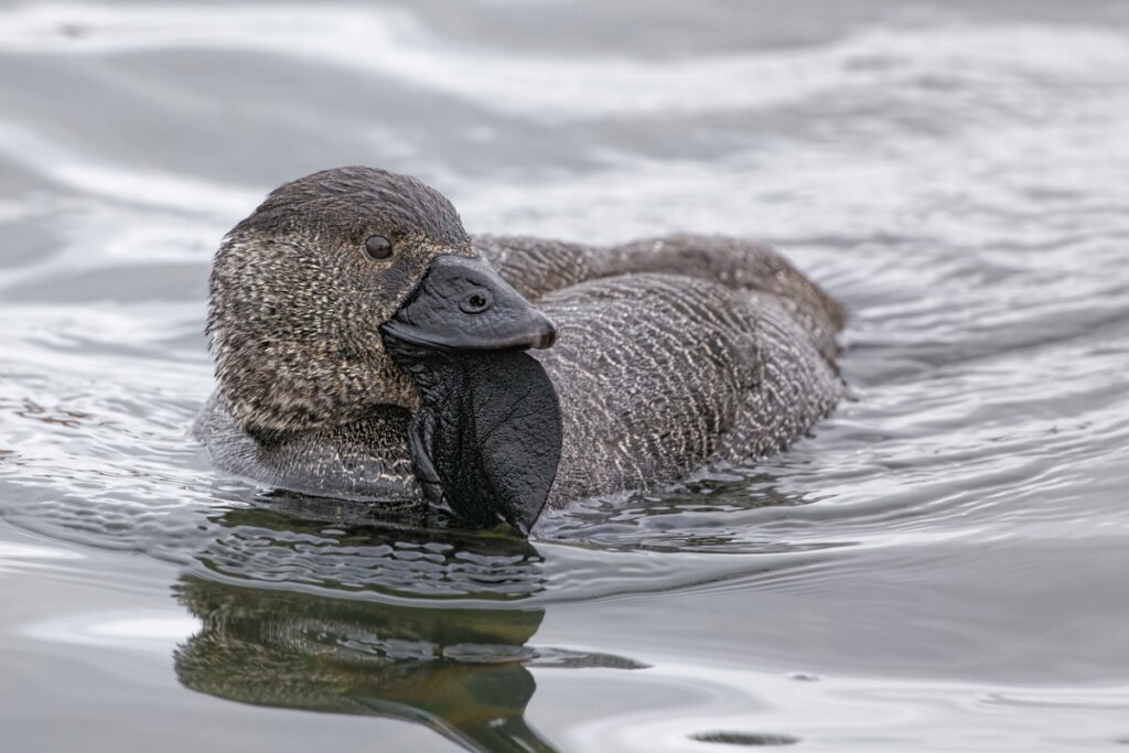 Un pato almizclero.