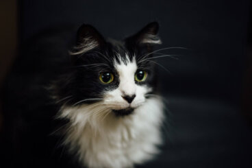 Problemas comunes en las glándulas anales de los gatos