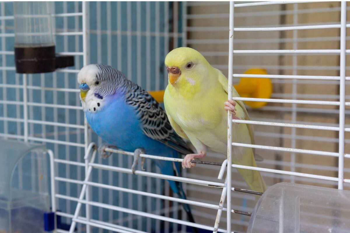 Two parakeets.