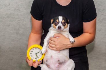 Test de embarazo para perras y técnicas de confirmación