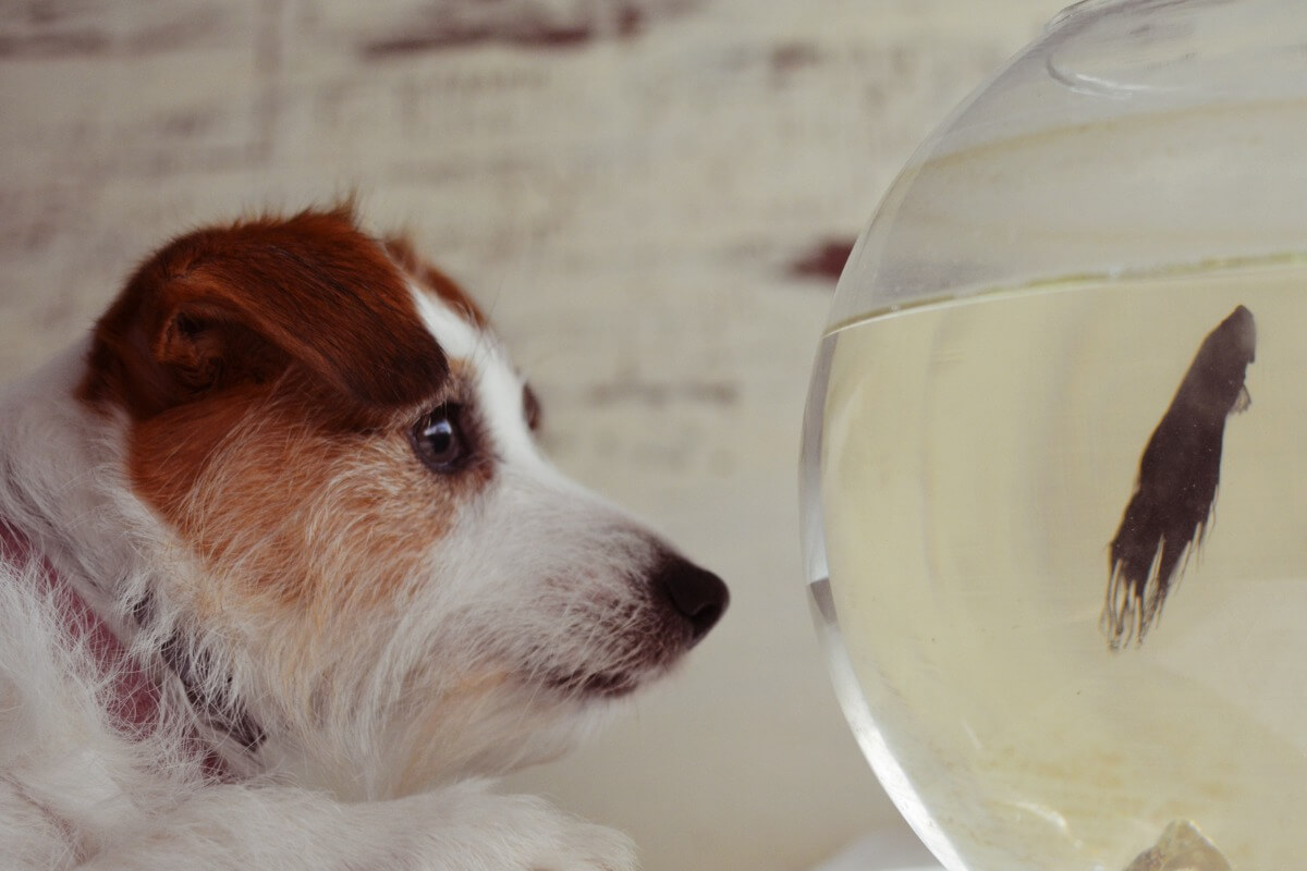 Un perro mira un acuario.
