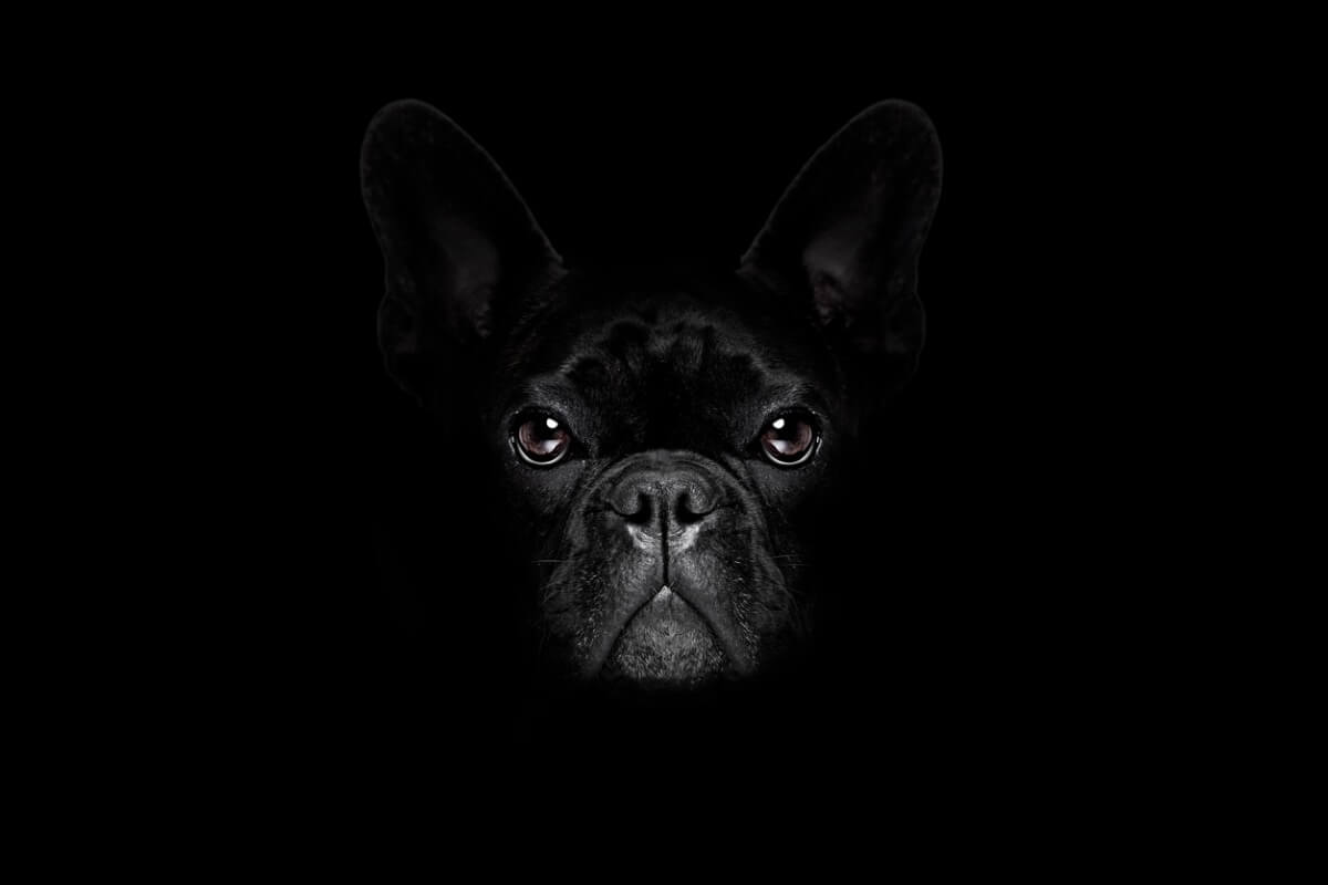 Votre chien a peur du noir ?