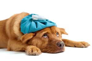 Amigdalitis en perros: síntomas y tratamiento