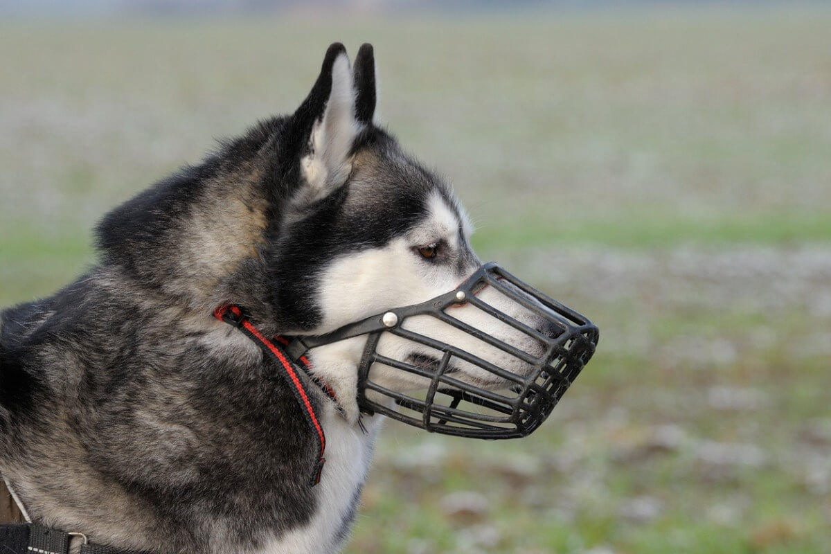 A dog with a muzzle.