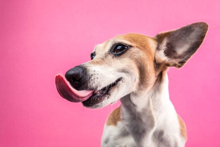 ¿Por qué mi perro se come la pared?