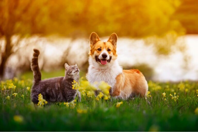 ¿Por qué mi perro come caca de gato?