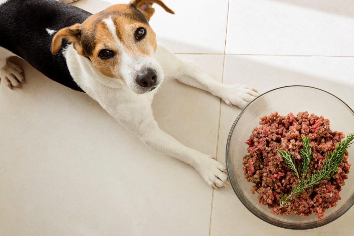 Un chien mange de la viande avec du romarin.