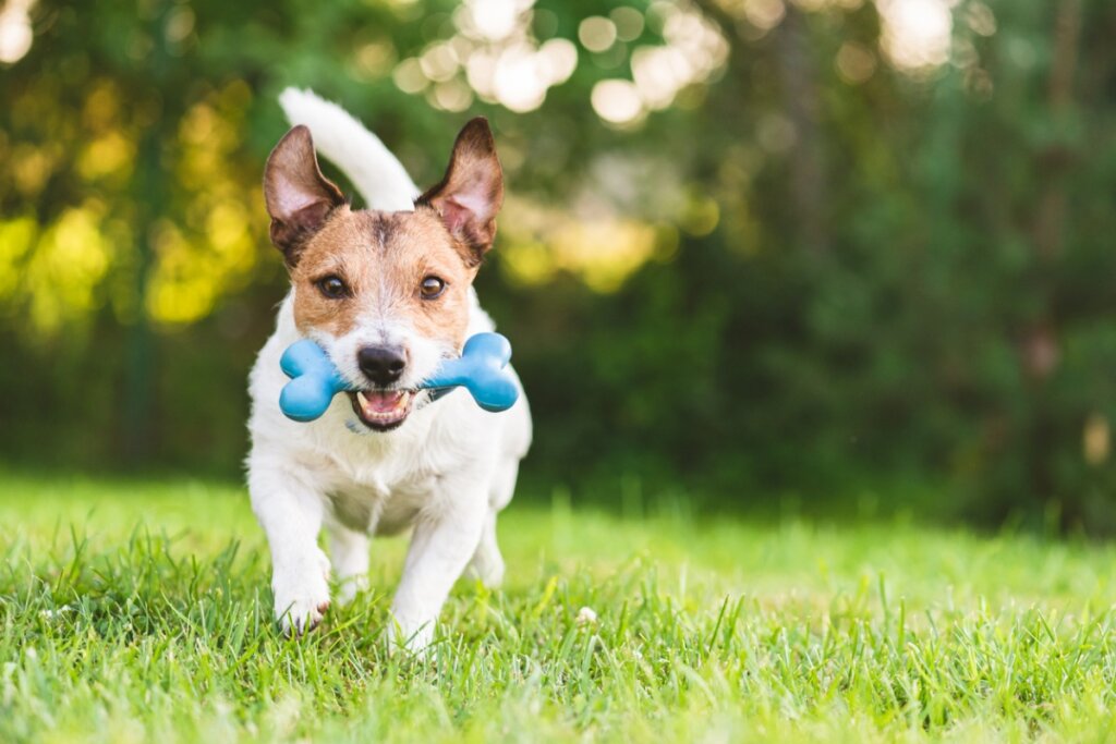 ¿Cómo actuar si tu perro se ha comido un juguete?