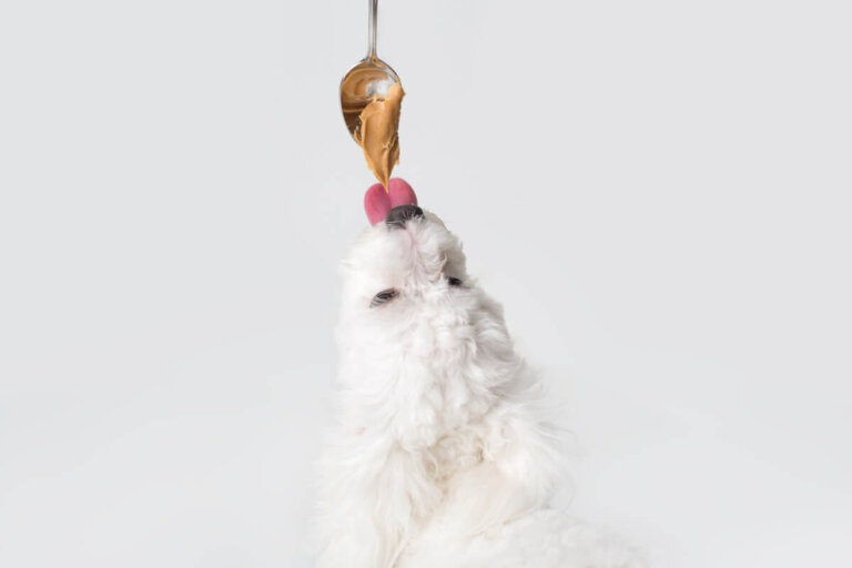 ¿Los perros pueden comer maní?