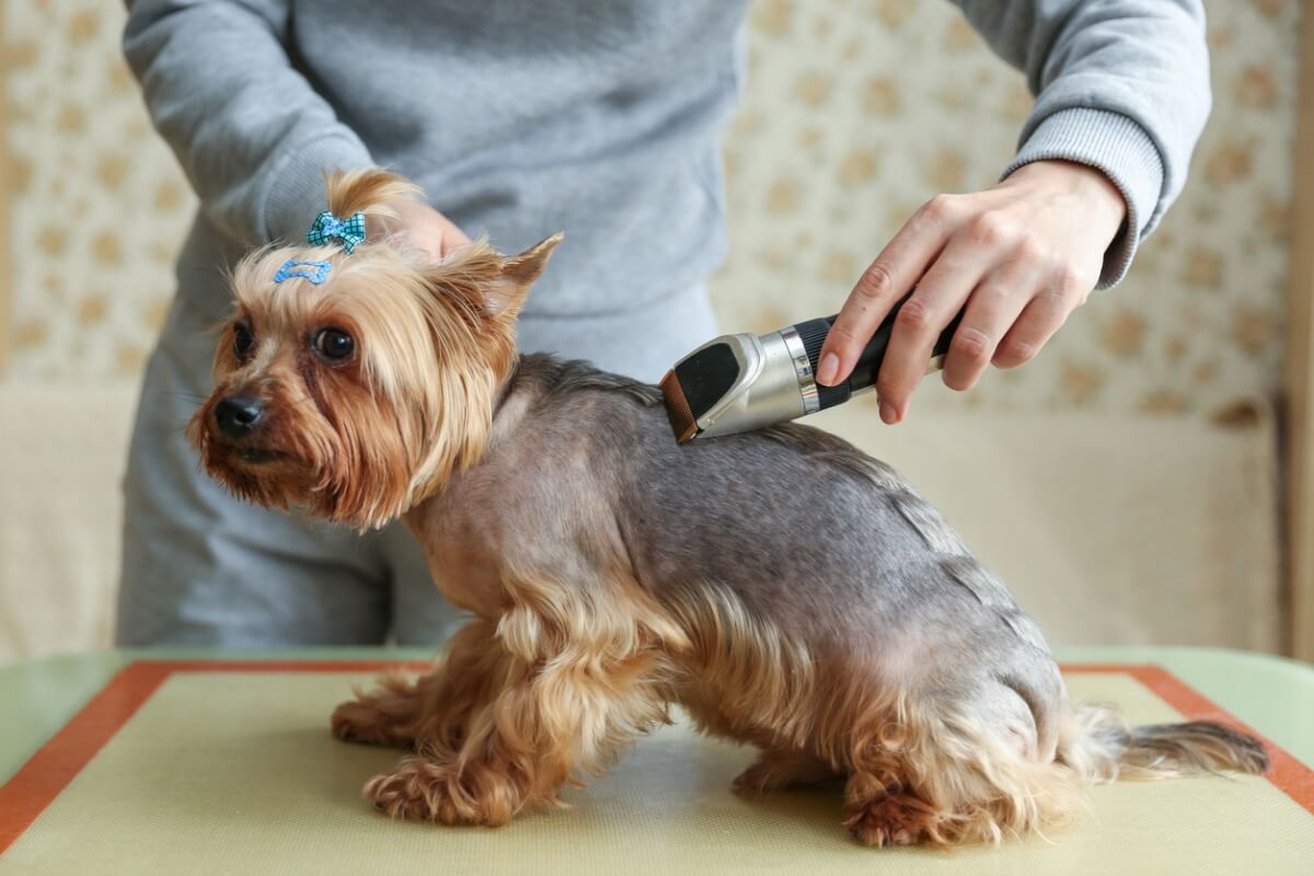 Abultar electo palo Un nuevo trabajo para tu mascota: perros modelo - Mis Animales
