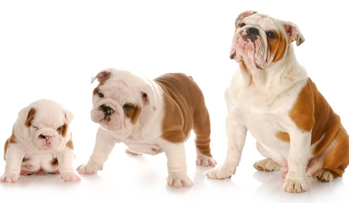 Un cane che sta crescendo.