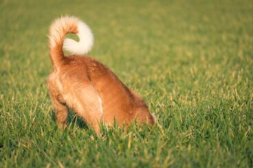 Posibles lesiones en la cola de los perros
