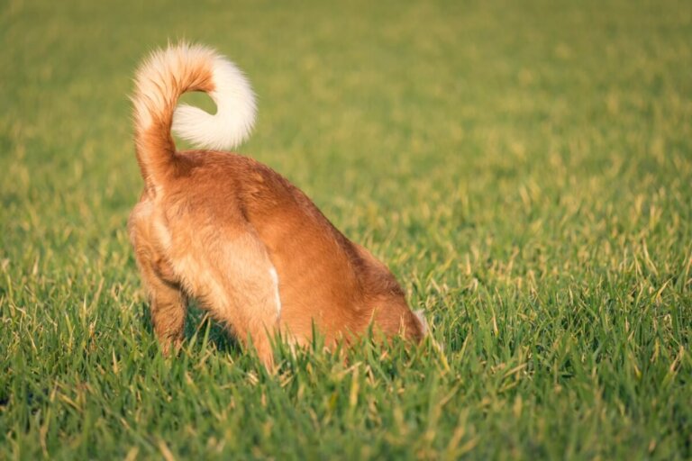 Posibles lesiones en la cola de los perros