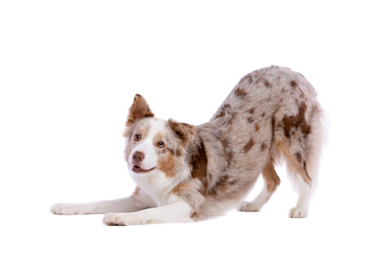 Mi perro se estira mucho: ¿por qué?