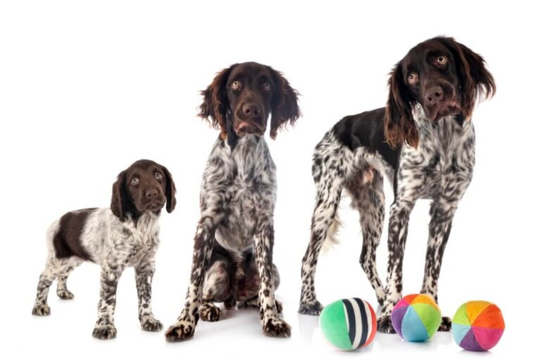 ¿A qué edad dejan de crecer los perros?