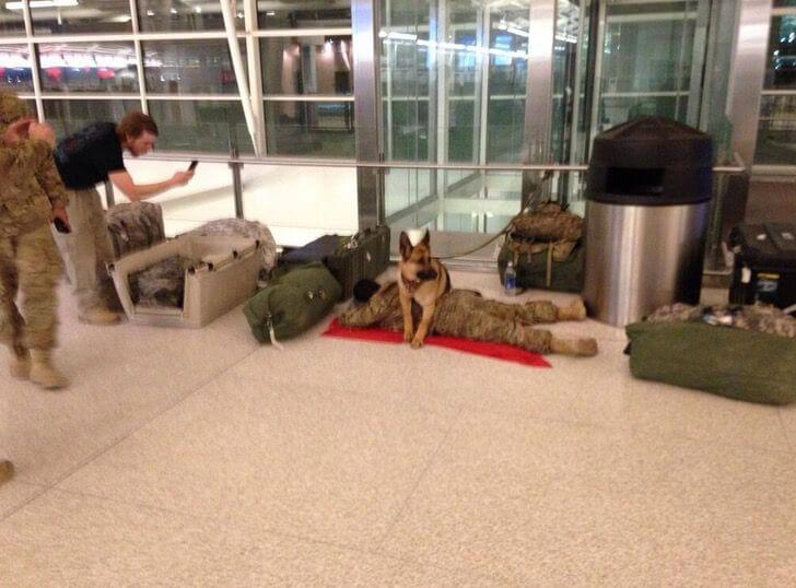 El perro que cuidó al soldado