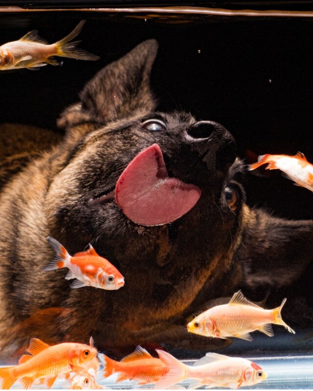 Exención Persona responsable teatro Pueden los perros vivir con peces? - Mis Animales