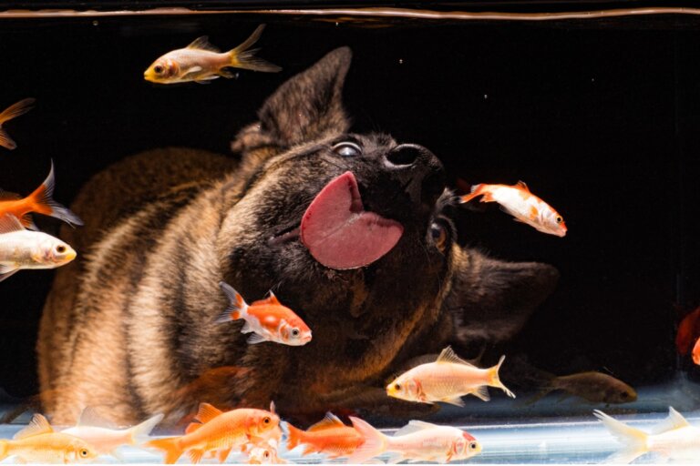 ¿Pueden los perros vivir con peces?