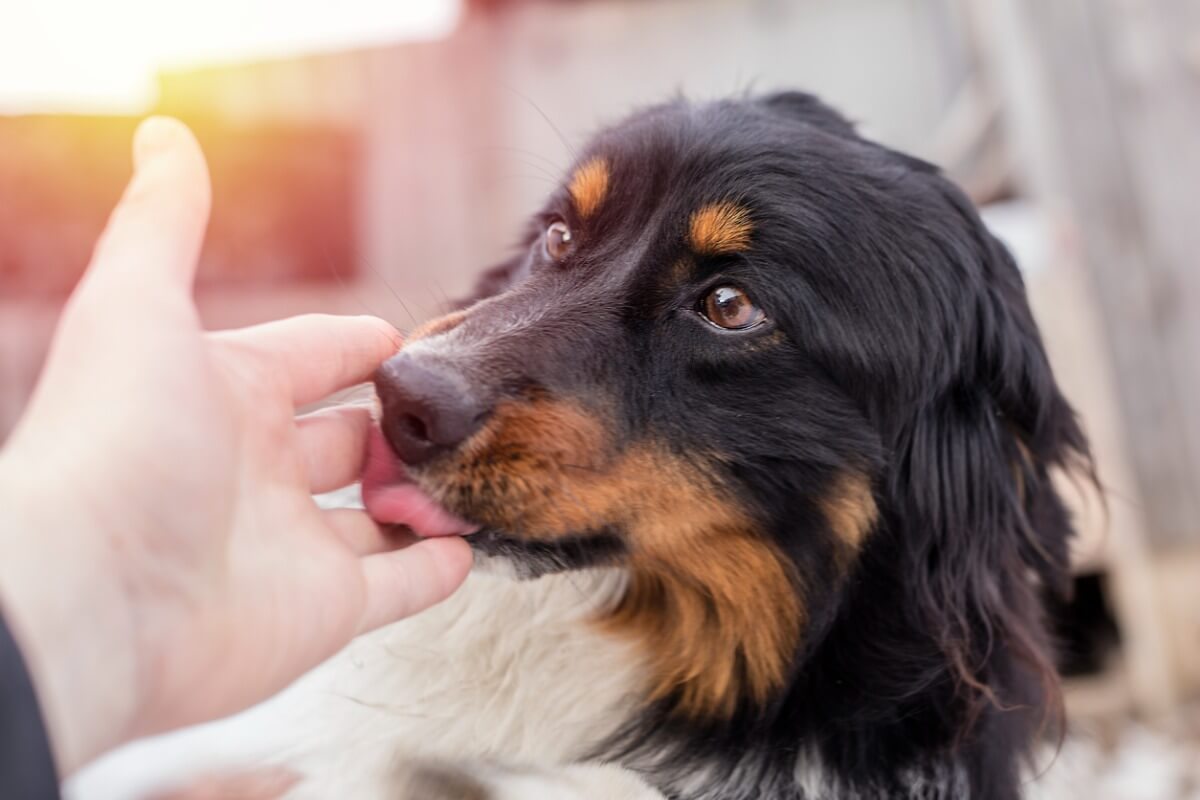 ¿Conoces nombres griegos para un perro macho?