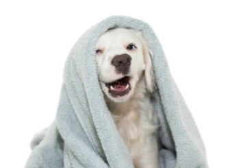 ¿Cómo limpiar a tu perro sin bañarlo?