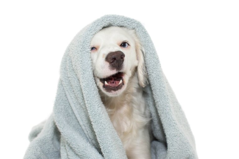 ¿Cómo limpiar a tu perro sin bañarlo?