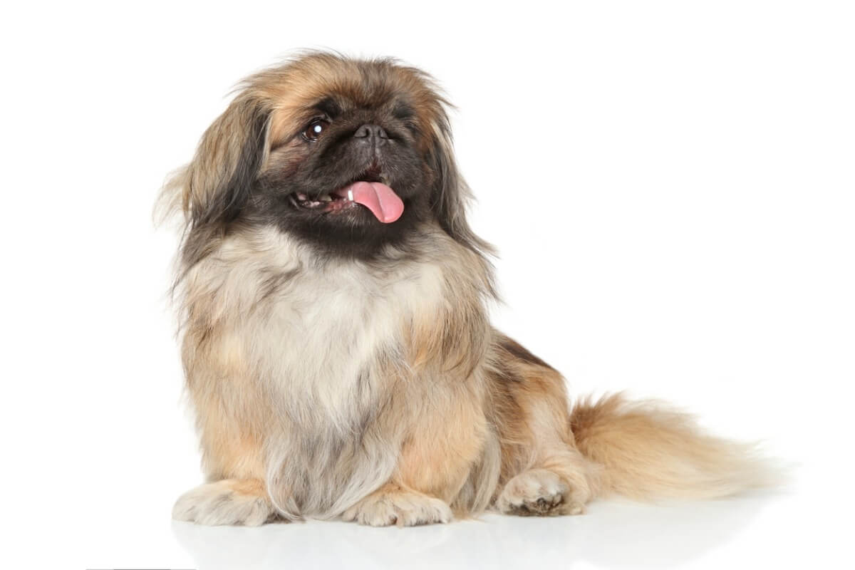 Las diferencias entre pequinés y shih tzu son múltiples.