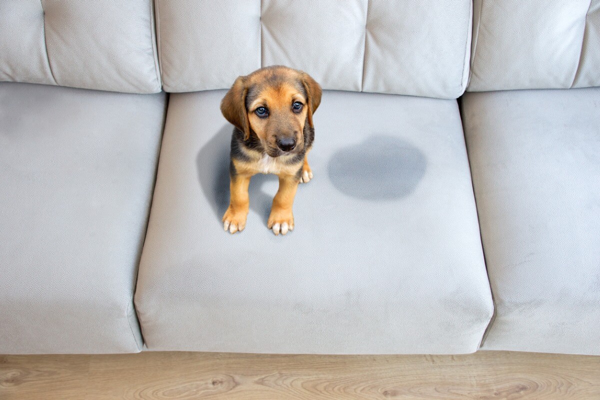 Un perro hace pis en un sofá.