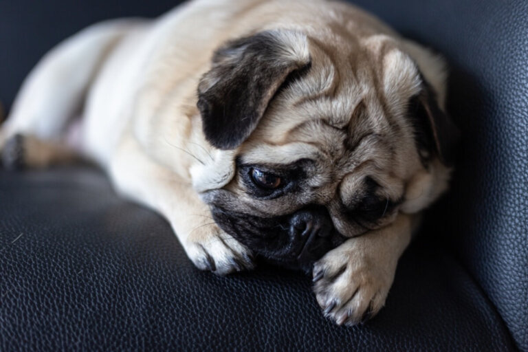 ¿Qué hago si mi perra en celo no para de llorar?