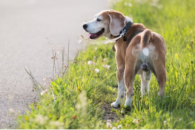 ¿Por qué mi perro no tiene testículos?