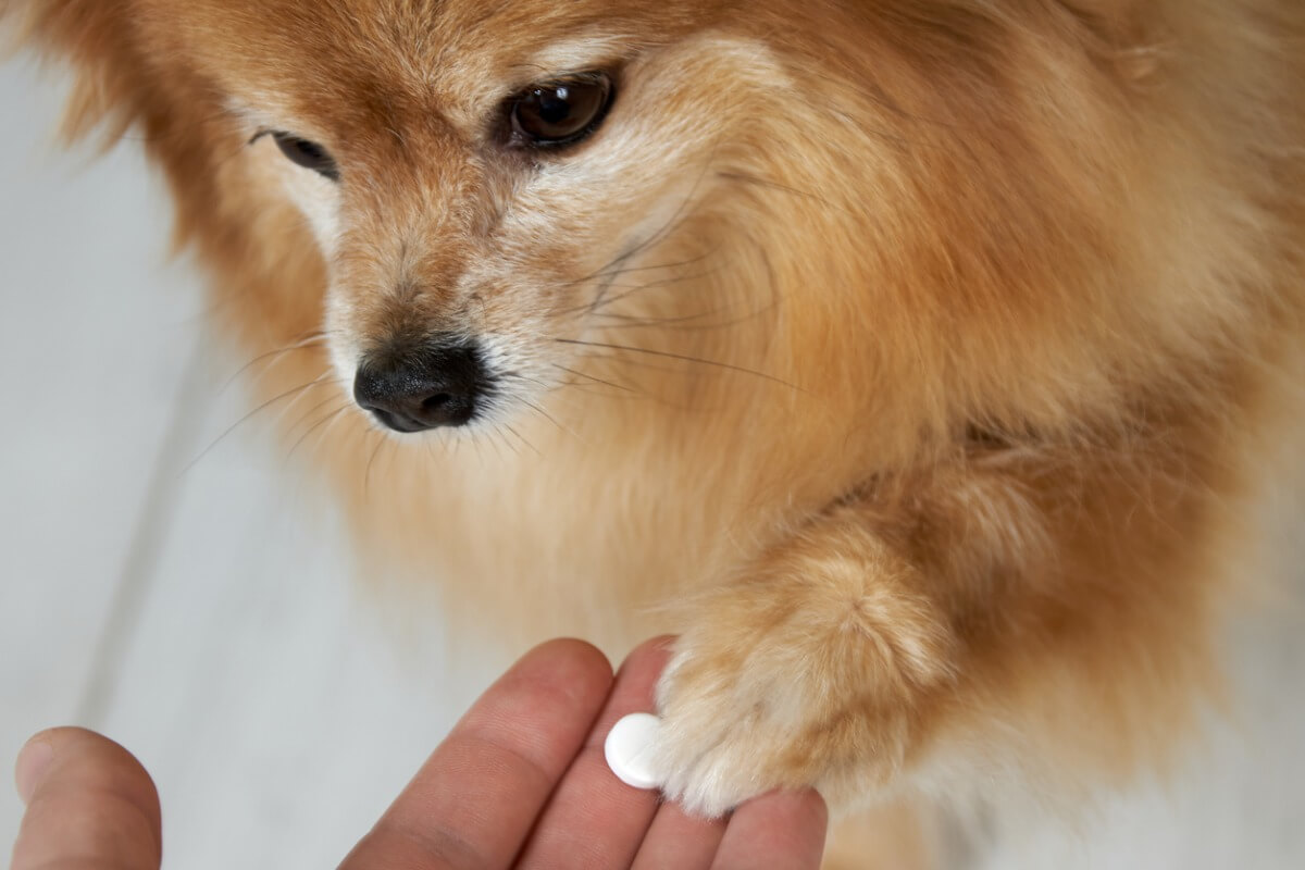 A dog with a pill.
