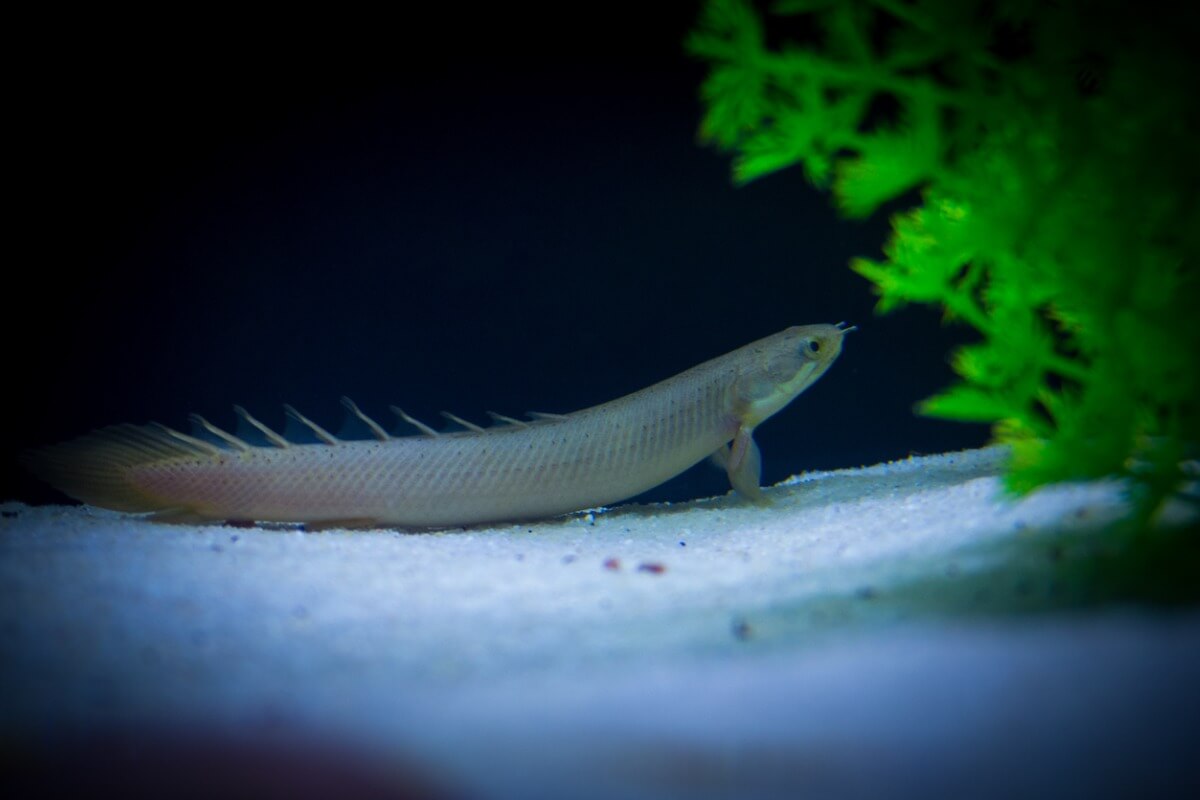 Uno de los peces de acuario agresivos.