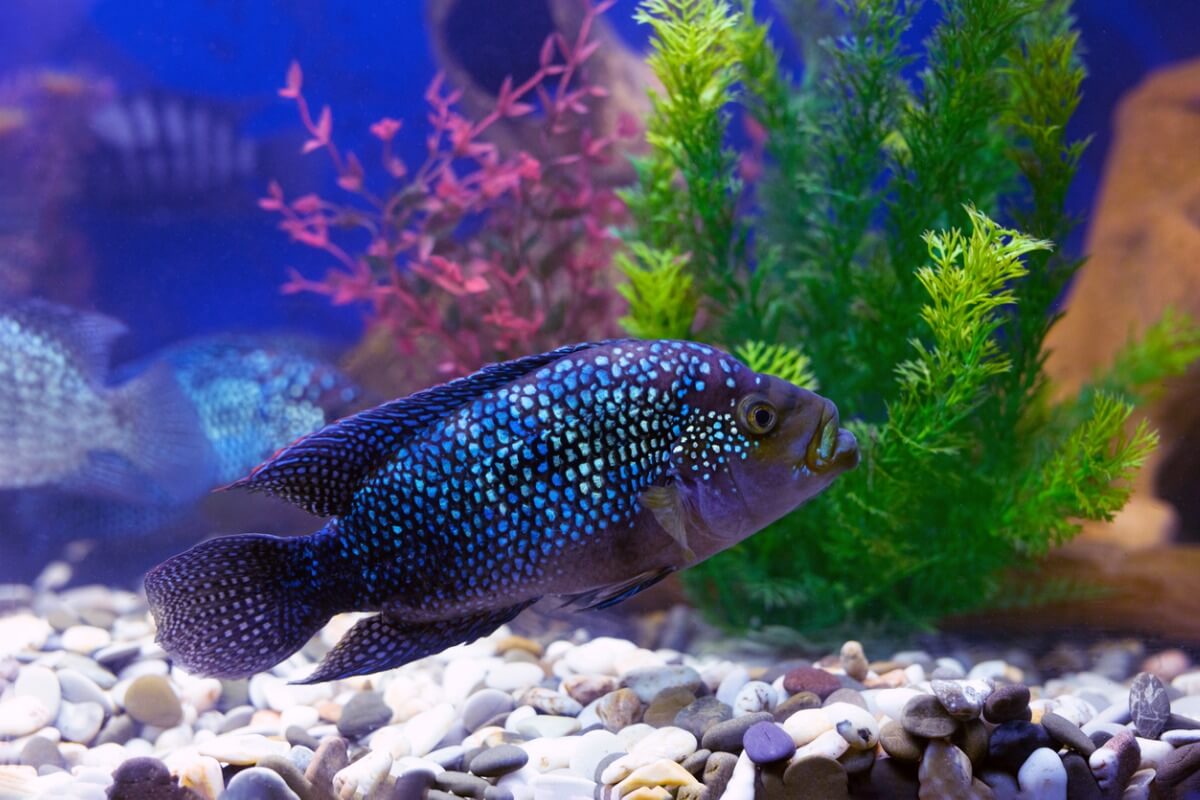 Uno de los peces de acuario agresivos.