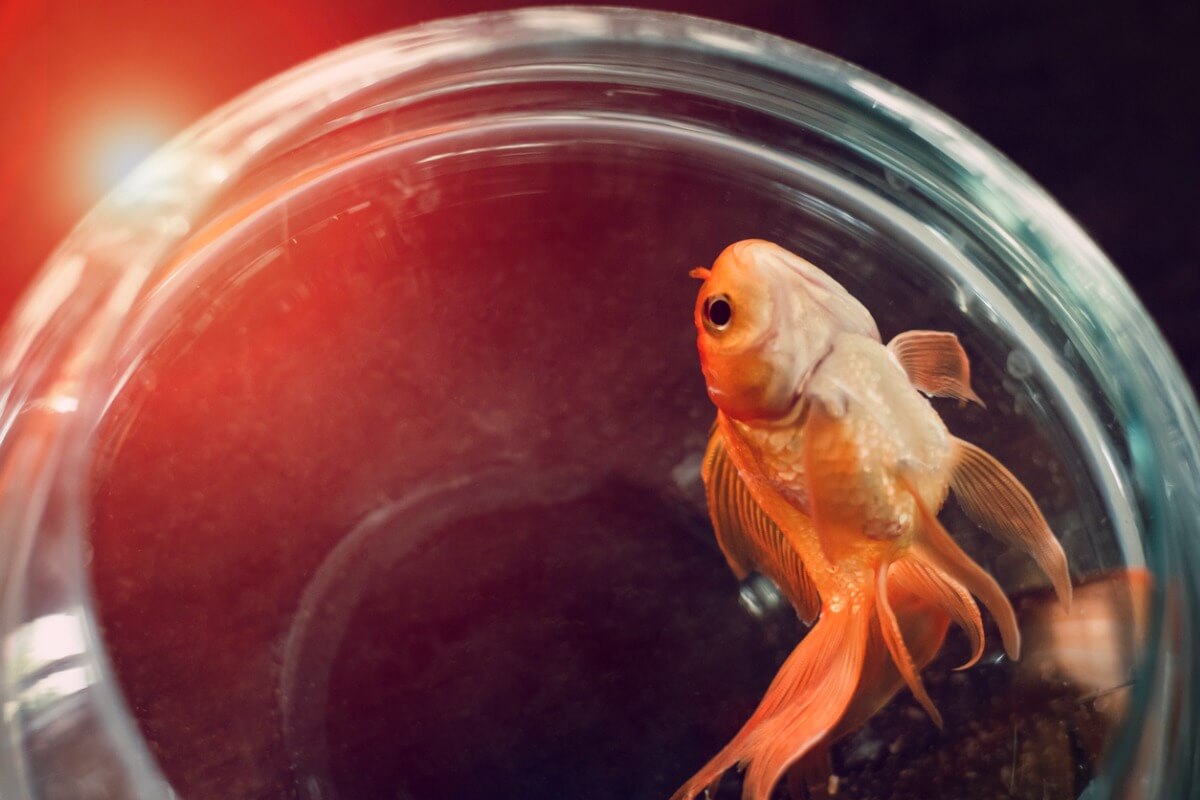 En guldfisk