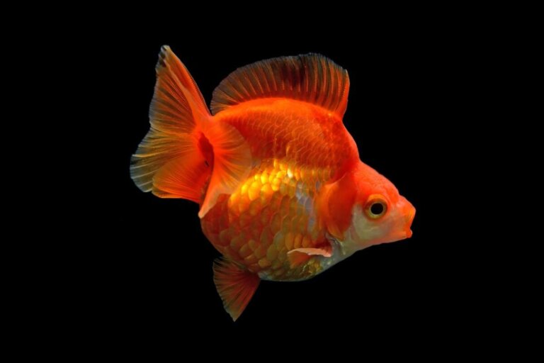 Características de los peces japoneses