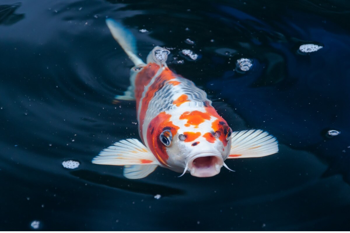 An orange and white fish.