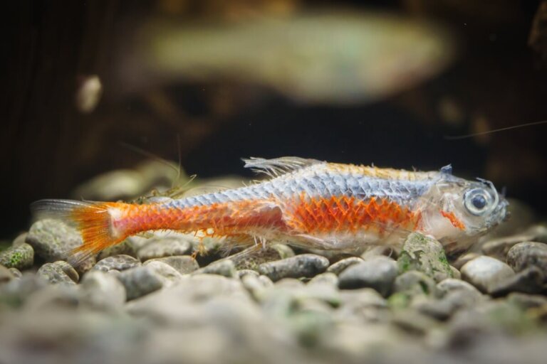 Mi pez tiene una capa blanca en el cuerpo: ¿qué es?