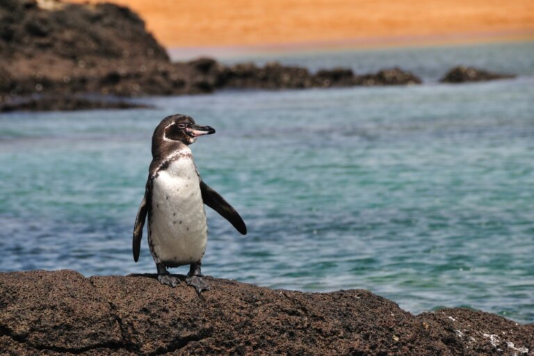 Hace más de 60 millones de años, los pingüinos abandonaron el vuelo para nadar