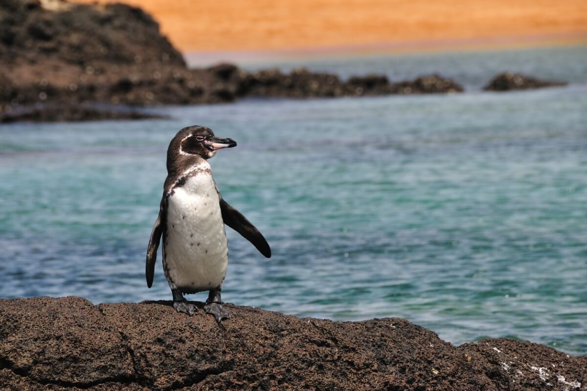 A penguin.