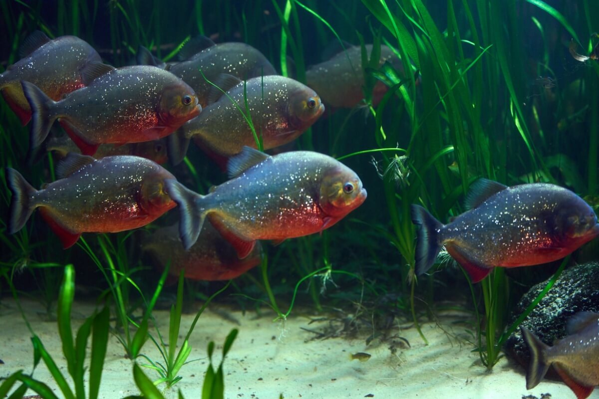 10 aggressive aquarium fish