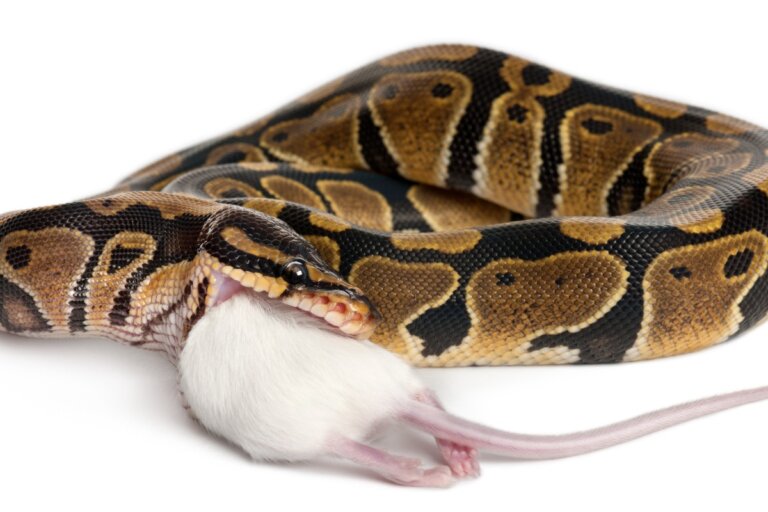 Mi serpiente no come: ¿a qué se debe?