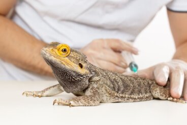 10 síntomas de enfermedad en reptiles